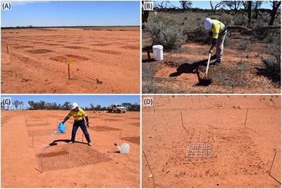 Biocrust Amendments to Topsoils Facilitate Biocrust Restoration in a Post-mining Arid Environment